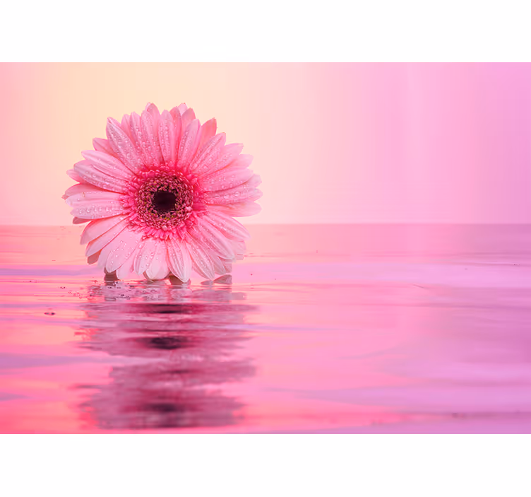 Ružová gerbera kvety fototapeta - Tenstickers