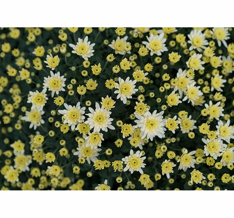 Kvitnúca žltá chryzantéma fototapeta - Tenstickers