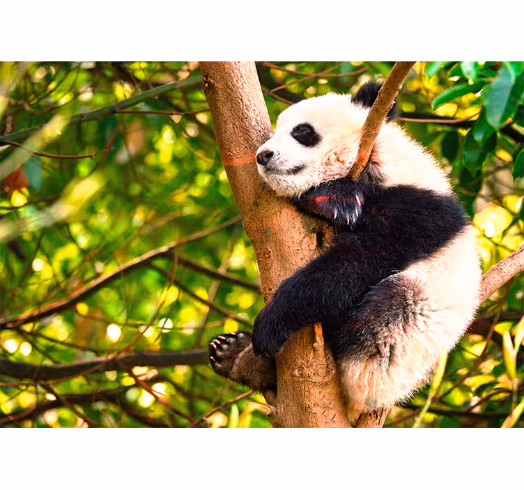 fototapety so zvieratami relaxujúce mláďa pandy - Tenstickers