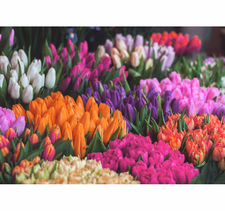 Fototapeta kvety zobrazenie tulipánovej záhrady - Tenstickers