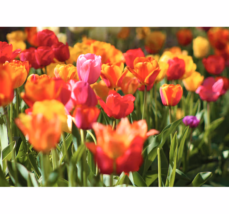 Fototapeta kvety žiarivá tulipánová lúka - Tenstickers