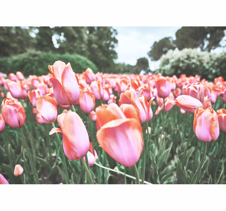 Fototapeta mak v rozkvete tulipánového poľa - Tenstickers