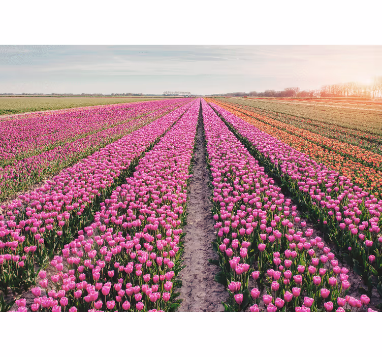 Fototapeta kvety tulipánové lúčne scenérie - Tenstickers