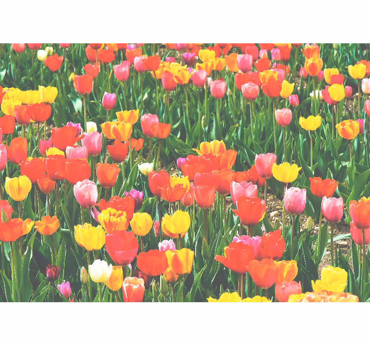 Fototapeta kvety rozkvet tulipánových polí - Tenstickers