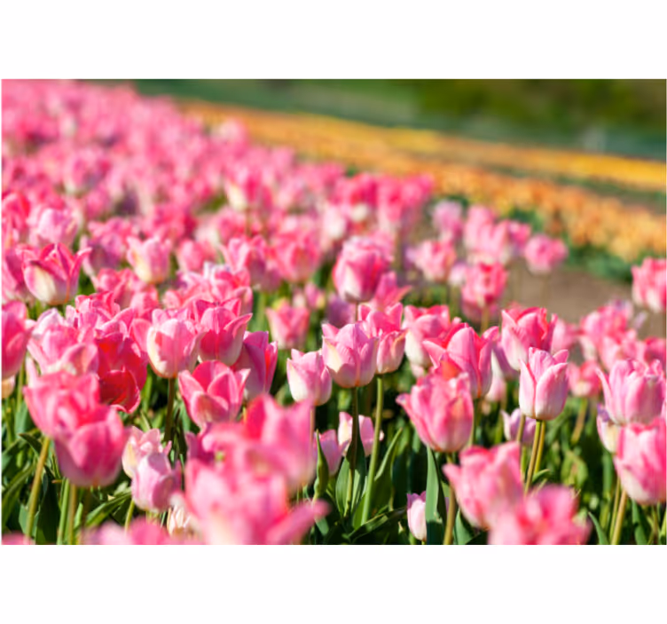fototapeta tulipány pulzujúce kvitnúce pole - Tenstickers