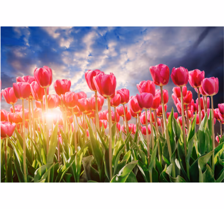 Fototapeta kvety žiarivého tulipánového poľa - Tenstickers