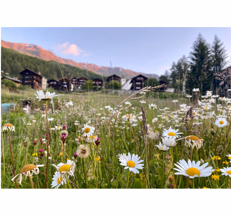 Fototapeta kvety pohľad na kvetinovú lúku - Tenstickers