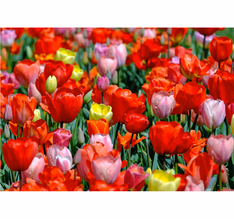 Fototapeta kvety farebná lúka tulipánov - Tenstickers