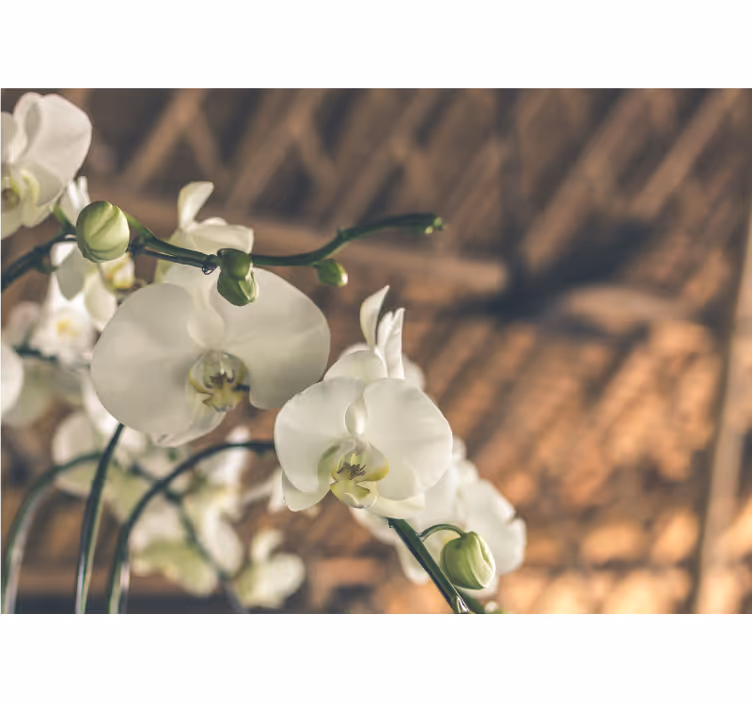 Fototapeta orchidea elegantné orchideové kvety - Tenstickers