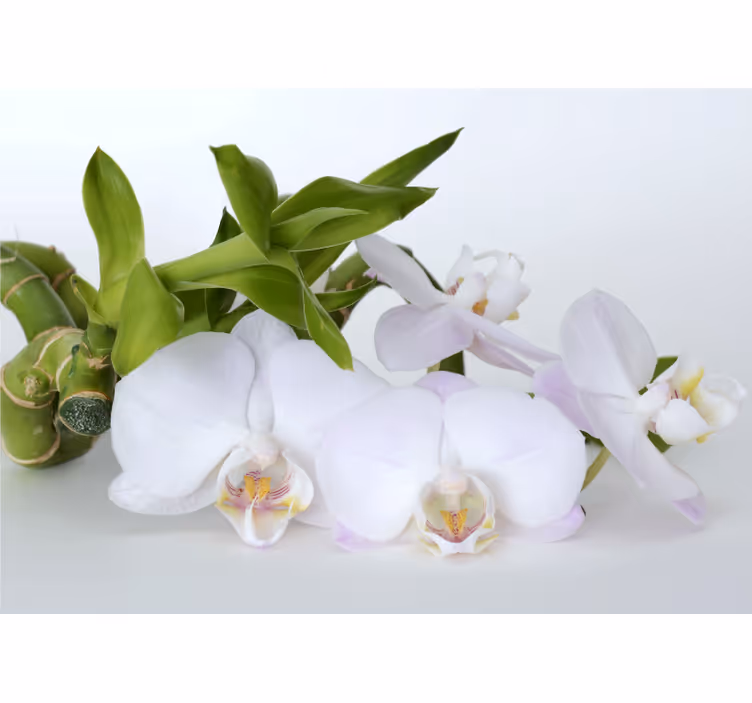 Fototapeta orchidea elegantné usporiadanie orchideí - Tenstickers