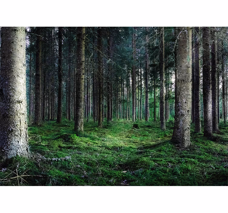 Fototapety na stenu priroda vzácna lesná cesta - Tenstickers