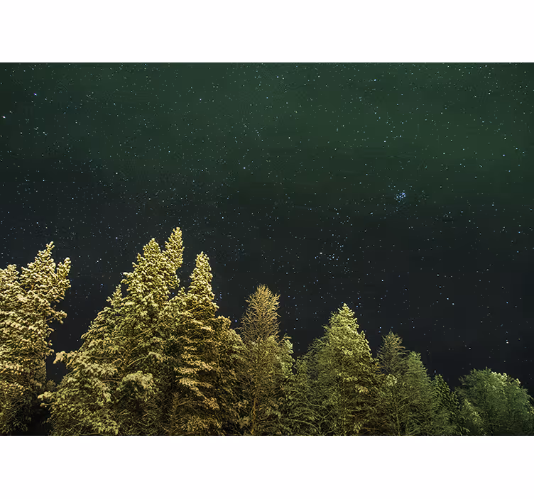 Fototapety na stenu les hvězdný borový les - Tenstickers