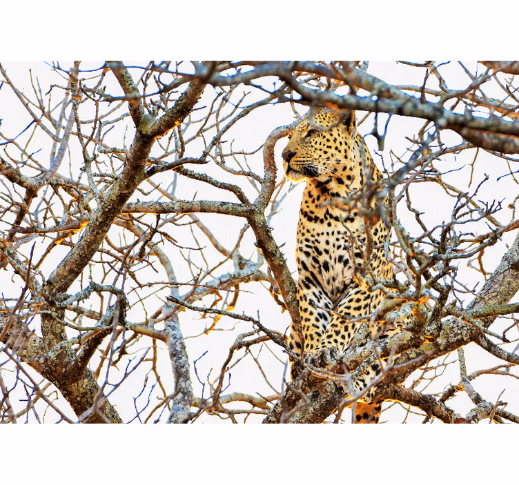 rôzne fototapety zvieratá leopard medzi konármi - Tenstickers