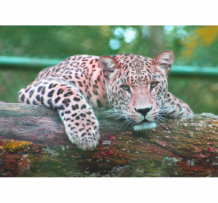 Fototapety so zvieratami leopard odpočívajúci s gráciou - Tenstickers