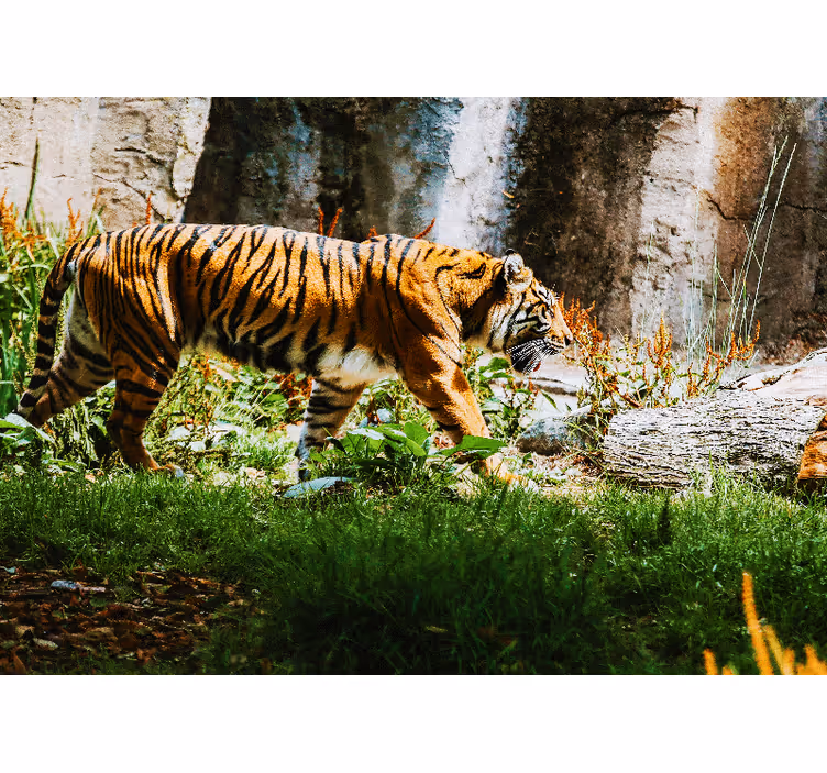 Fototapety so zvieratami majestátny tiger v pohybe - Tenstickers