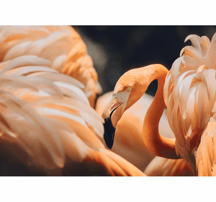 Rôzne fototapety zvieratá elegantná scéna plameniakov - Tenstickers