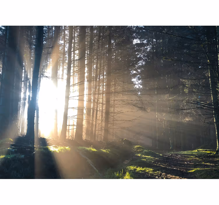Fototapety na stenu les osvetlená lesná cesta - Tenstickers