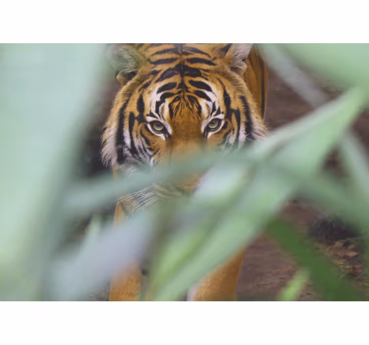 Fototapety so zvieratami tiger v divočine - Tenstickers