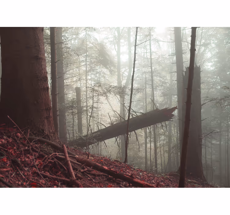 Fototapety na stenu les hmlistý lesný pohľad - Tenstickers
