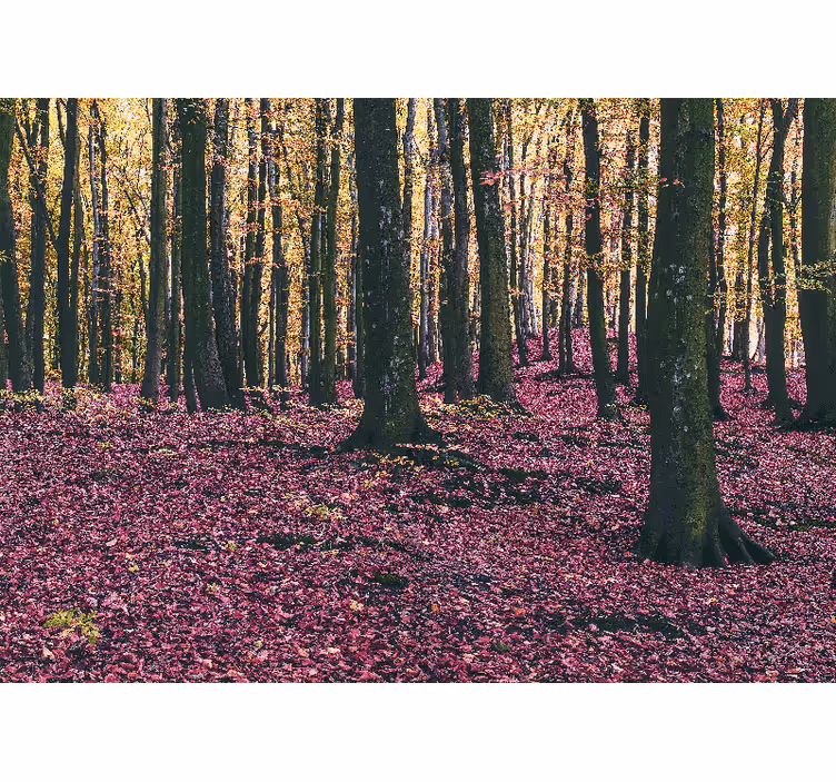 Fototapety na stenu priroda pokojná lesná scenéria - Tenstickers