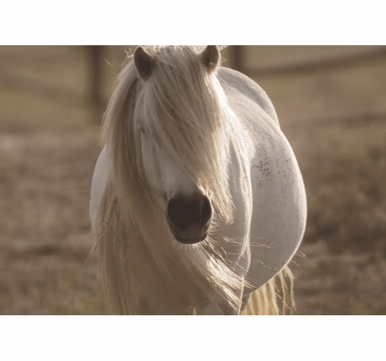Rôzne fototapety zvieratá kráľovský biely kôň - Tenstickers
