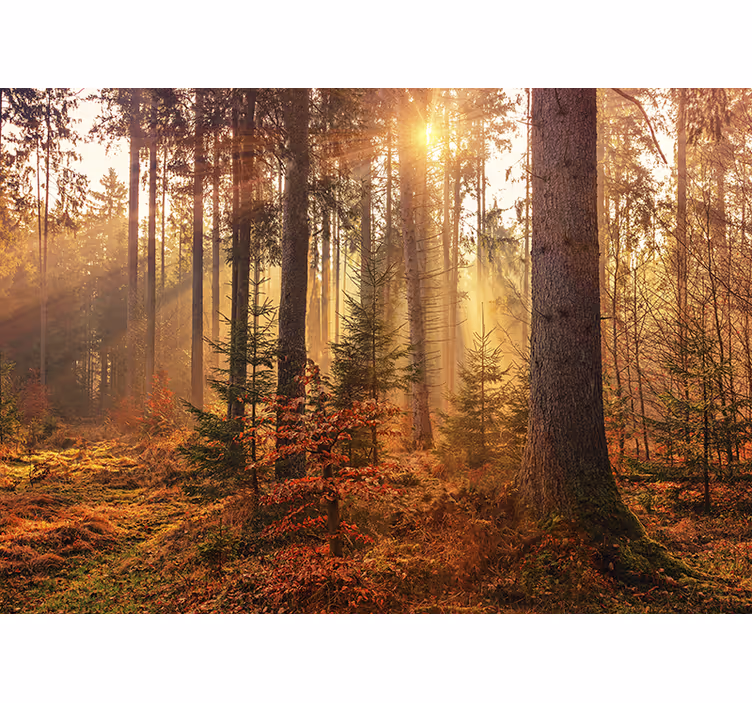 fototapety na stenu les slnkom zaliata lesná žiara - Tenstickers