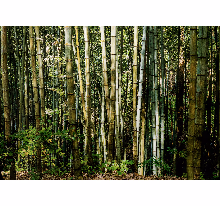 Fototapeta bambus krajina bambusového hája - Tenstickers