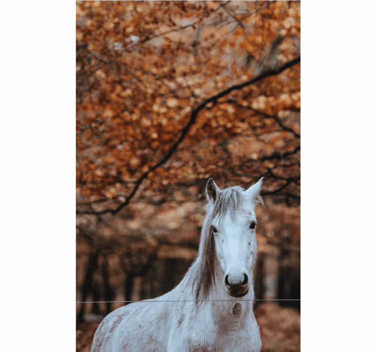 fototapety so zvieratami majestátny biely kôň - Tenstickers
