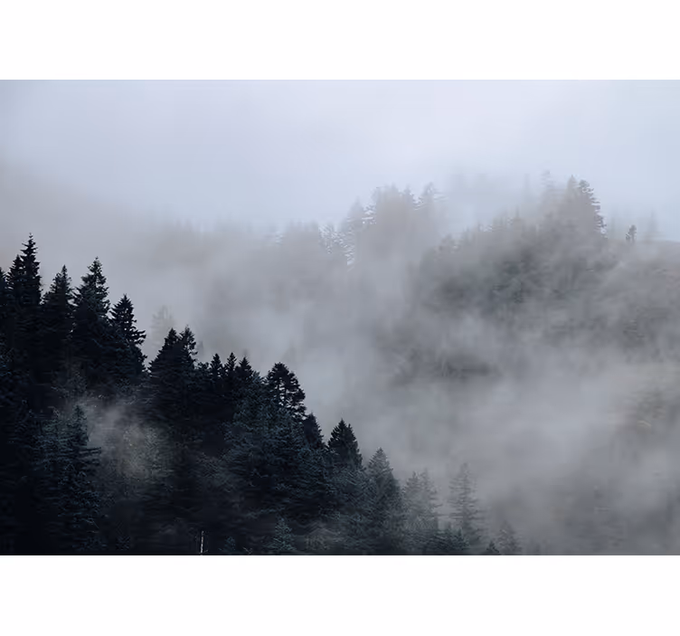 fototapety na stenu les zahmlená vlhká krajina - Tenstickers