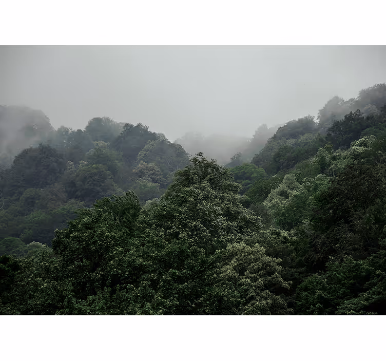 fototapety na stenu les zahmlená krajina - Tenstickers