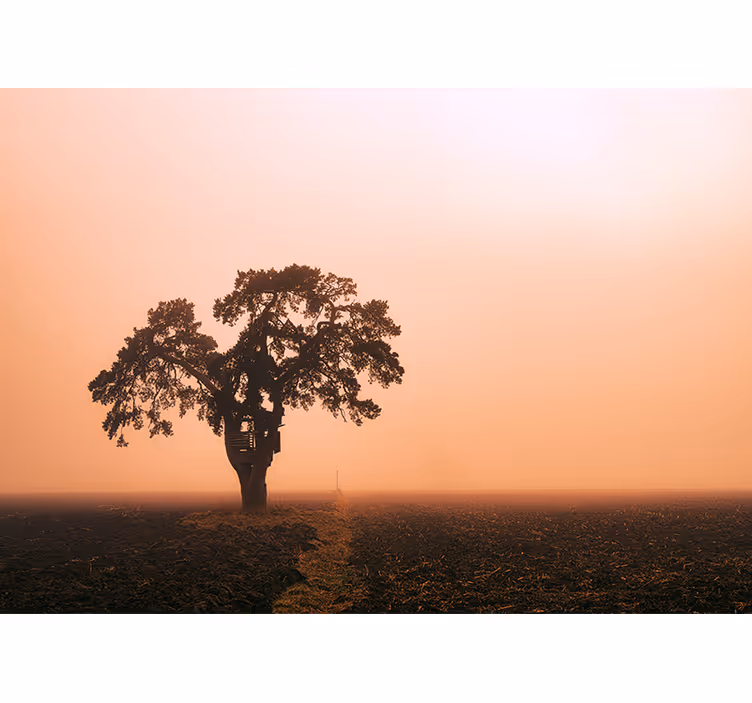 fototapeta afrika majestátny strom savany - Tenstickers