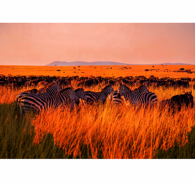 Fototapety na stenu priroda zebry v serengeti - Tenstickers