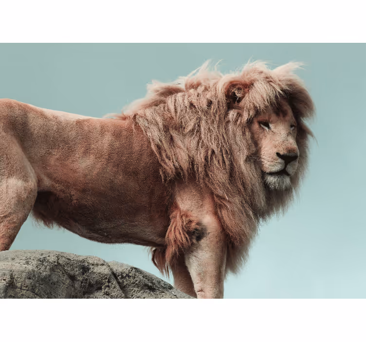 Fototapeta lev majestátna póza leva - Tenstickers