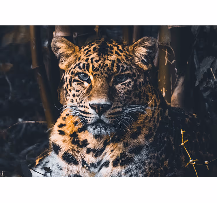 Fototapety so zvieratami majestátna portrét leoparda - Tenstickers