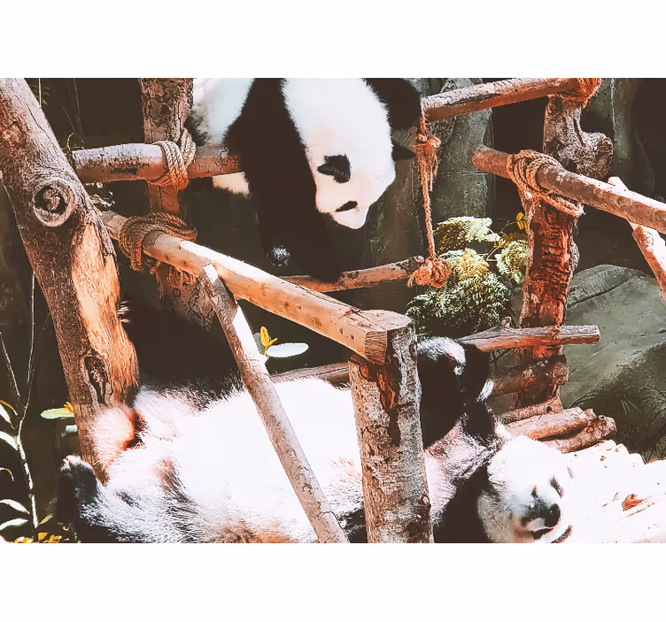 Fototapety so zvieratami scéna s pandami pri hre - Tenstickers