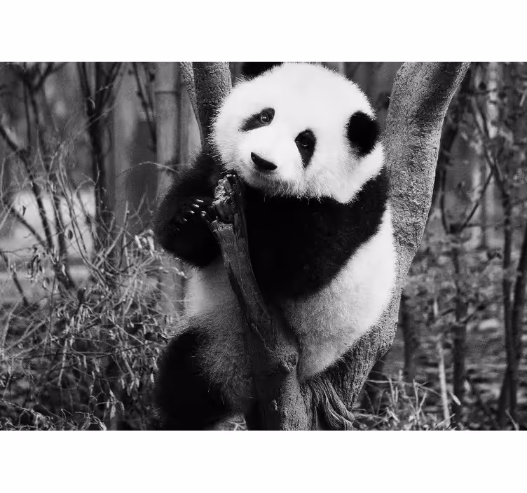 Fototapety so zvieratami panda na strome - Tenstickers