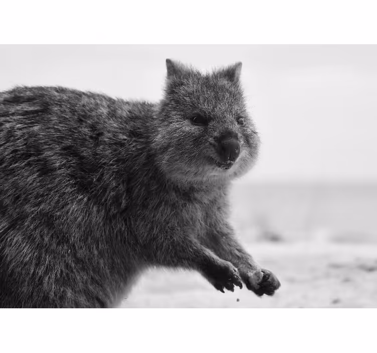 Fototapety so zvieratami blízky pohľad na wombata - Tenstickers