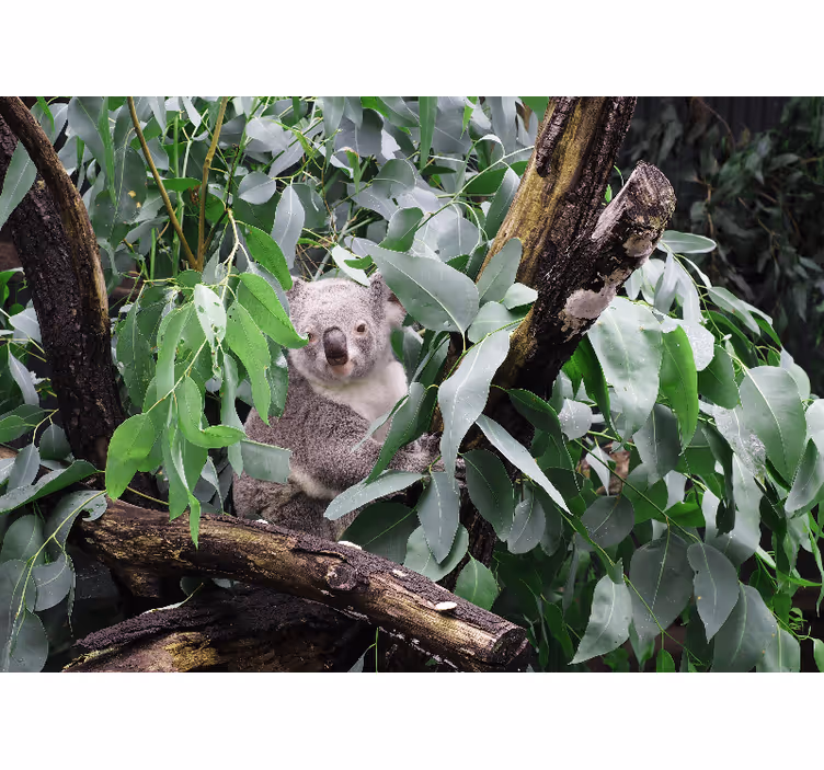 Fototapety so zvieratami koala medzi listami - Tenstickers