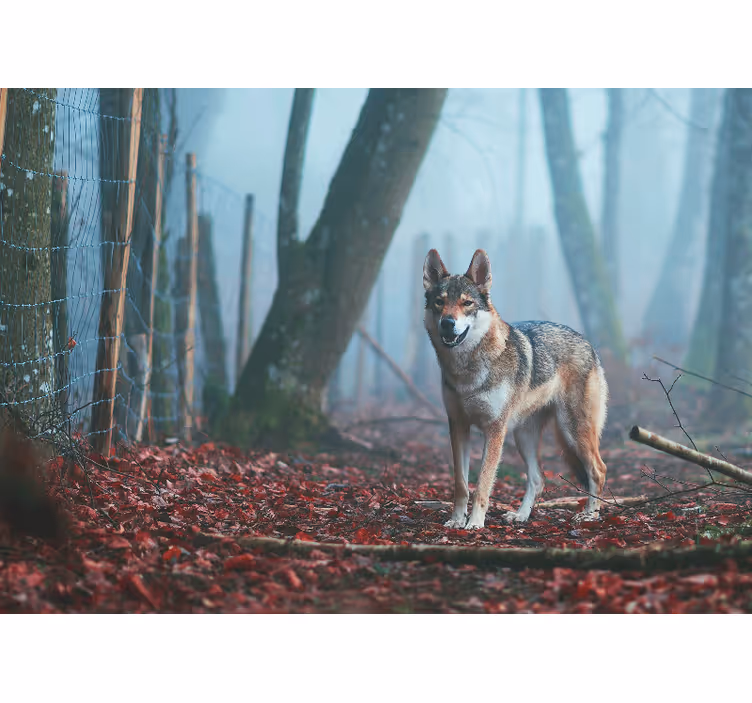 Fototapety so zvieratami vlci v hmlistom lese - Tenstickers
