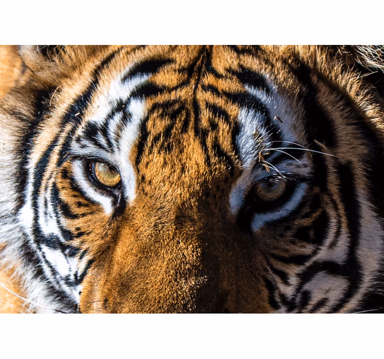 Fototapety so zvieratami Úchvatný detail tigra - Tenstickers