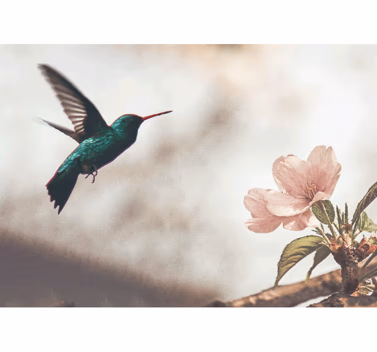 Fototapety so zvieratami kolibrík a kvetina - Tenstickers