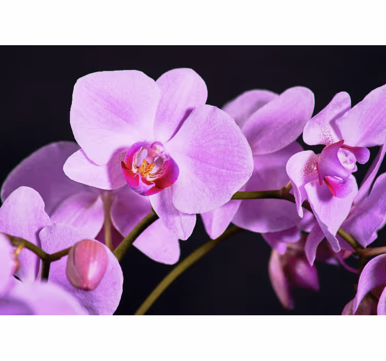 Fototapeta orchidea pôvabné kvety orchideí - Tenstickers