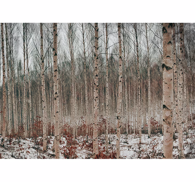Fototapety na stenu les krajina brezy - Tenstickers