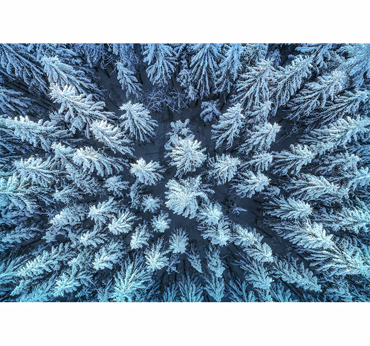Fototapety na stenu priroda mrazený borovicový les - Tenstickers