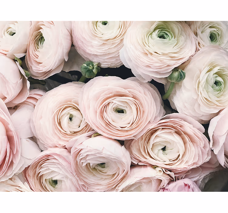 Fototapeta kvety jemné kvety ranunculus - Tenstickers