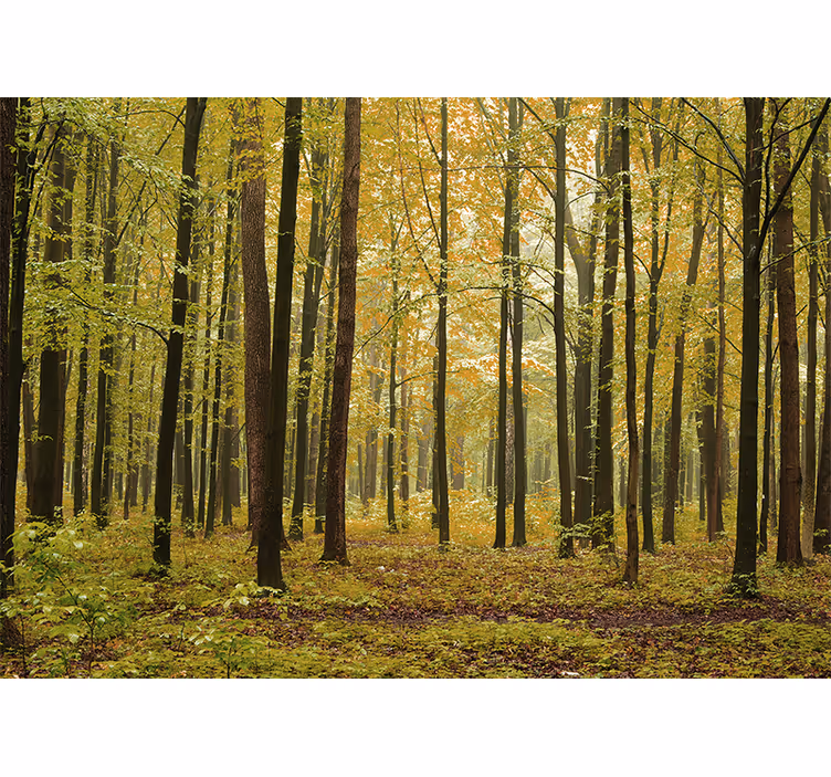Fototapety na stenu les jesenná lesná krajina - Tenstickers