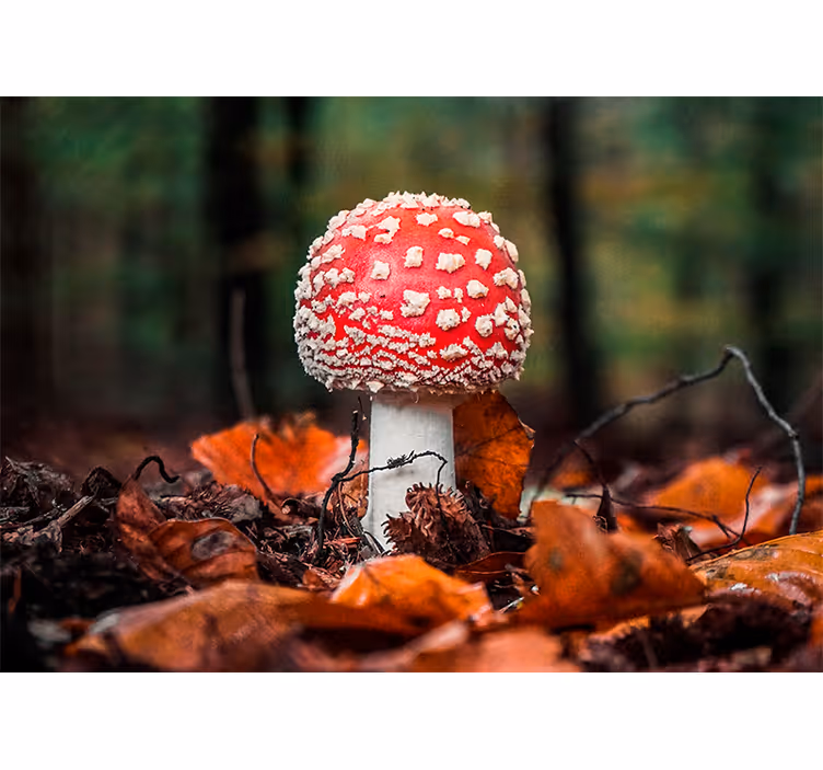 Fototapety na stenu priroda červená muchotrávka - Tenstickers
