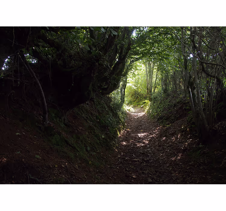 Lesný tunel príroda strom nástenná fototapeta - Tenstickers