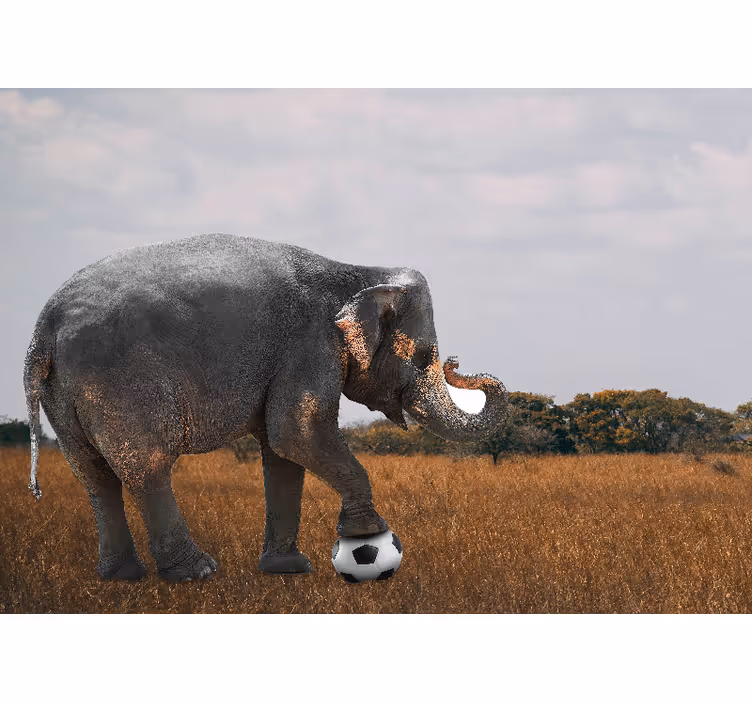 Rôzne fototapety zvieratá slon hrajúci futbal - Tenstickers