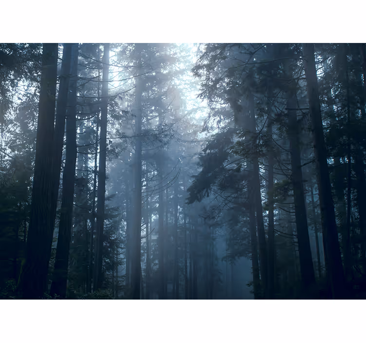 Fototapety na stenu les zahalené hmlou - Tenstickers